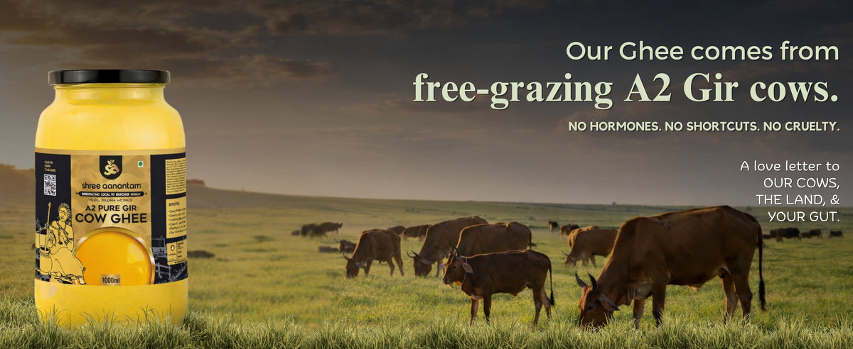 A2 Gir Cow Desi Ghee | Made with Vedic Bilona Method | Hand churned | Pure, Healthy and Natural | Grass Fed Cows | Glass Jar