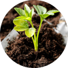 Plant Enhancer